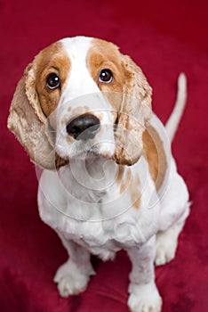 Cute dog looking up.