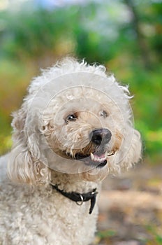 Cute dog looking up