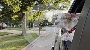 The cute dog looks out the window of the car that is moving