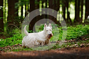 Cute dog lost in the dark forest. White Scottish terrier, sitting on gravel road with green leaves during spring, tree forest in