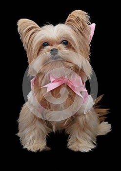 Cute Dog in Lovely Dress