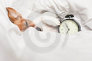 Cute dog lying on bed with an alarm clock set on 8 am. morning and wake up concept