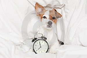 Cute dog lying on bed with an alarm clock set on 8 am. morning and wake up concept