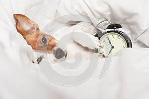 Cute dog lying on bed with an alarm clock set on 8 am. morning and wake up concept