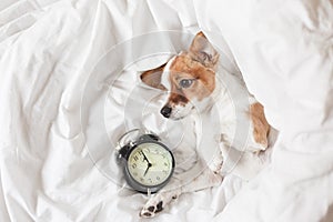 Cute dog lying on bed with an alarm clock set on 8 am. morning and wake up concept