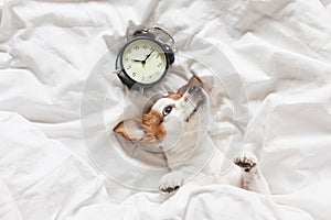 Cute dog lying on bed with an alarm clock set on 8 am. morning and wake up concept