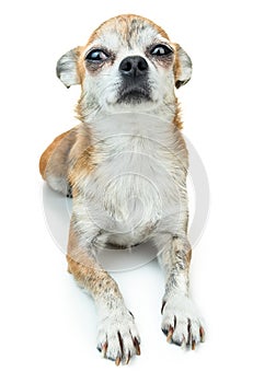 Cute dog lying down and smiling. Dwarf Chihuahua dog on isolated background