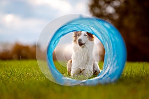 Cute dog is lying in front of a tunnel or tube, agility trainee break