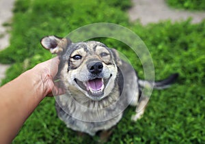cute dog lying on the grass and smiles from gentle stroking of the hands of the person behind the ear