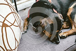 Cute dog lying on grey sofa in cafe