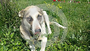 Cute dog lying on the lawn in the Park and wants to play