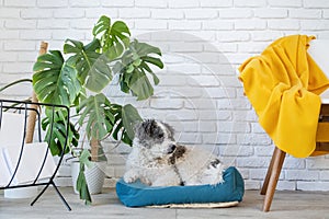 cute dog lying in pet bed in cozy light living room interior