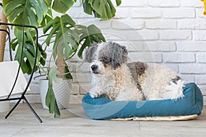 cute dog lying in pet bed in cozy light living room interior