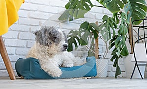 cute dog lying in pet bed in cozy light living room interior