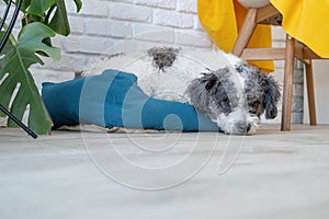 cute dog lying in pet bed in cozy light living room interior