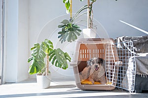 cute dog lying in pet bed in cozy light living room interior