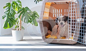 cute dog lying in pet bed in cozy light living room interior