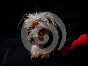 Cute dog lying with red plushy heart, with toy