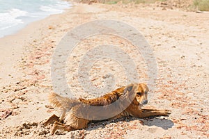 Cute dog lying and relaxing on sandy beach. Summer vacation with pet. Adorable wet golden dog resting after swimming in sea in hot