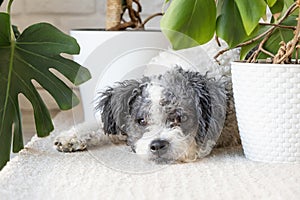 cute dog lying on rug, hiding between home plants in cozy light living room interior