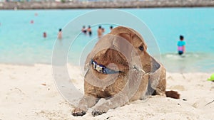 Cute dog lying on sandy beach on sea background. Tired dog drowsing and wants to sleep on sea beach.