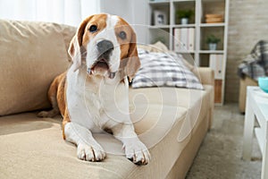 Cute dog lying on sofa