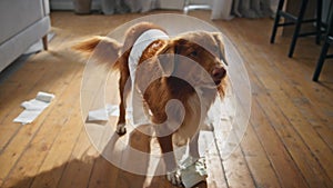 Cute dog making mess in living room close up. Naughty pet unrolling toilet paper