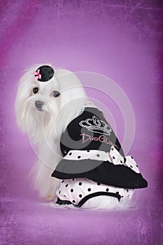 Cute dog Maltese in black glamorous outfit
