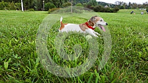 Cute dog messing around creeping in the grass. Playful pet. Video footage. Happy time outside