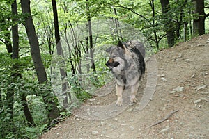 Cute Dog In Mountain Forest