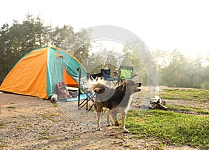 Cute dog near camping tent