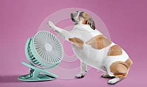 Cute dog near fan on pink background. Summer heat