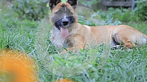 Cute dog , nice little dog, dog on the lawn