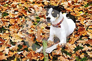 Cute dog palying in fallen leaves in the park in autumn