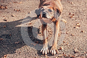 A cute dog in a park with autumn leaves, close up, outdoor photography