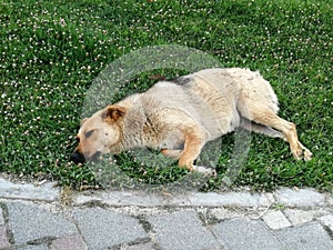 Cute dog in the park