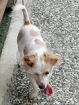 Cute dog in the park