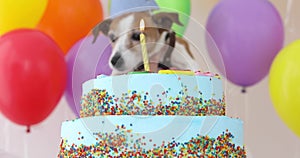 Cute dog with party hat and birthday cake