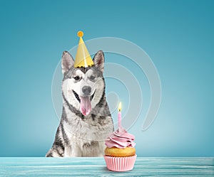 Cute dog with party hat and delicious birthday cupcake on light blue background