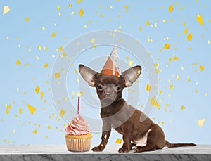 Cute dog with party hat and delicious birthday cupcake on marble table against light blue background