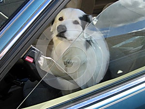 Cute dog patiently waiting in car for its owner