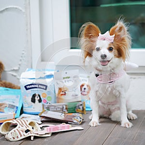 Cute dog and pet supplies. Focus on dog and blurred background of dog accessories such as leash, treats, toys and training pads