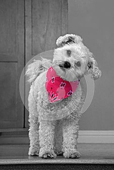 Cute dog in pink bandana