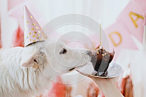 Cute dog in pink party hat and with birthday cupcake celebrating on background of pink garland