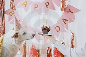 Cute dog in pink party hat and with birthday cupcake celebrating on background of pink garland