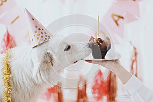 Cute dog in pink party hat and with birthday cupcake celebrating on background of pink garland