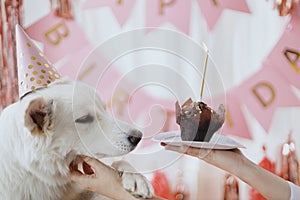 Cute dog in pink party hat and with birthday cupcake celebrating on background of pink garland