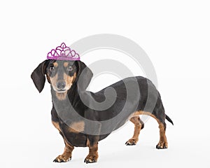 Cute dog with pink tiara isolated on white background in the studio