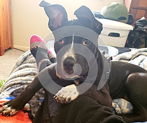 cute dog pitbulls beautiful