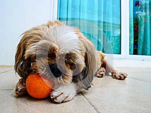 Cute dog play ball
